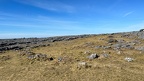 IMG 6881 (Large)